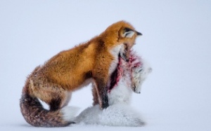 wildlife-fox-1_3471502k - Copy